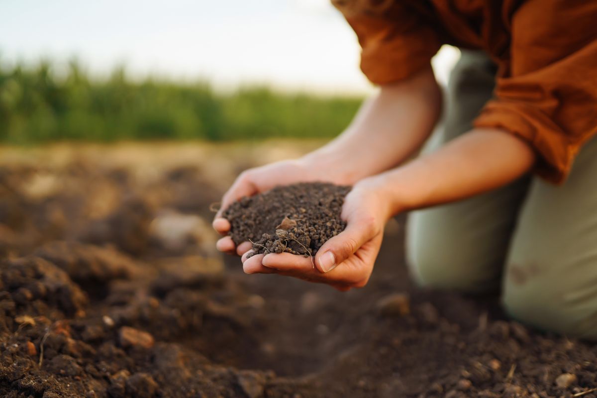 How organic fertilizers are supporting soil restoration?