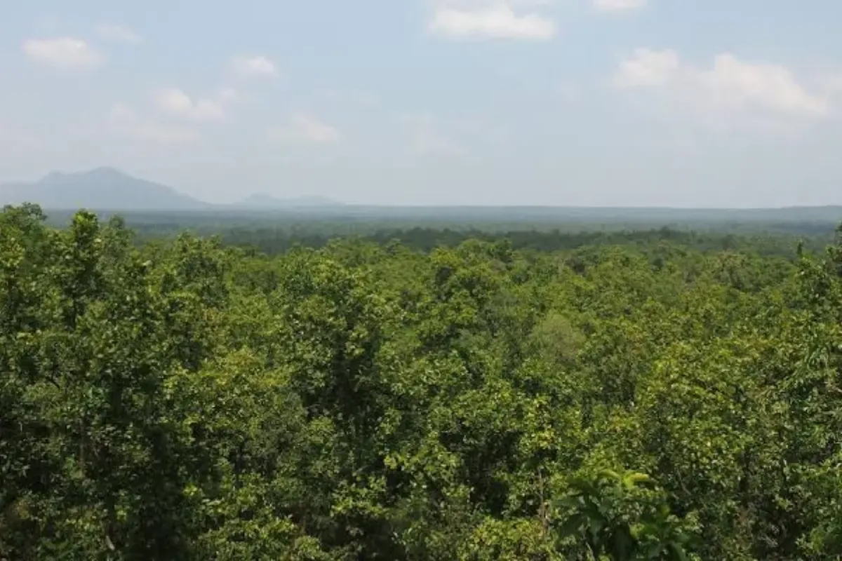 क्या हसदेव बचाओ आंदोलन की वजह से कोरबा सीट हार गई बीजेपी?