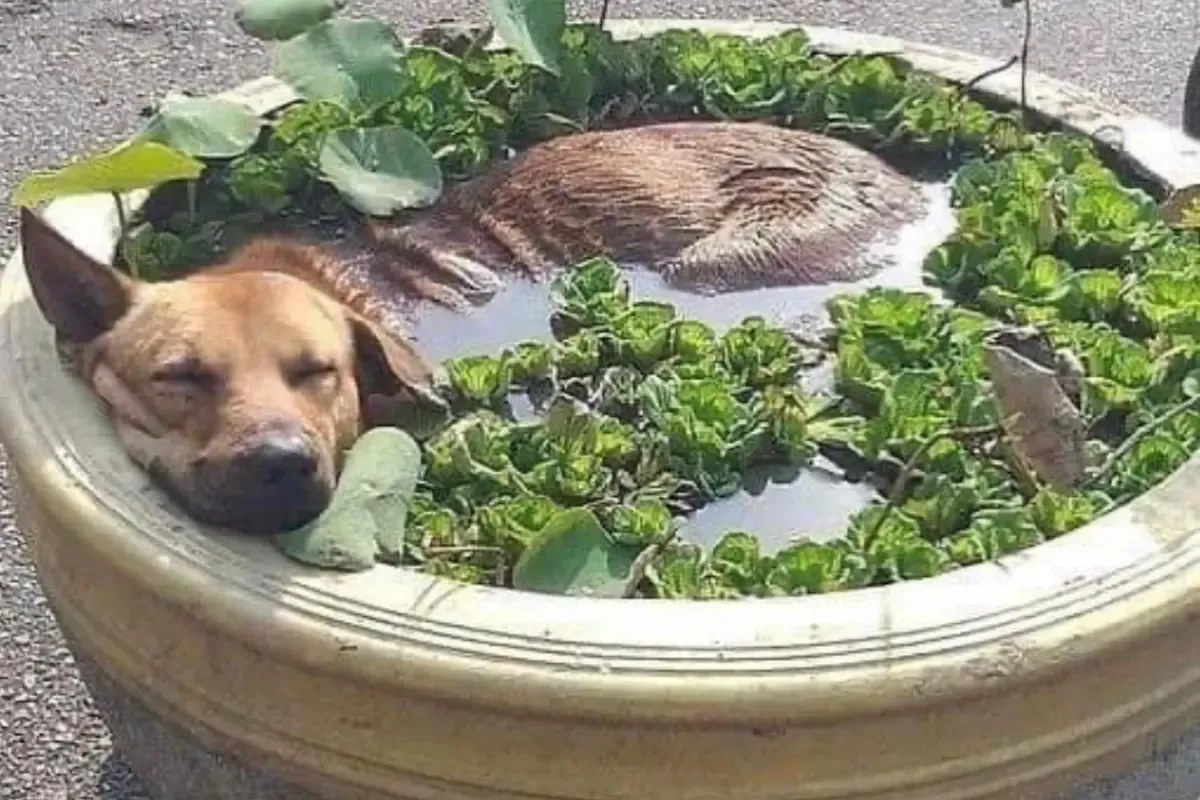 ला-नीना के बाद भी भारत में बनी रहेगी गर्मी: WMO