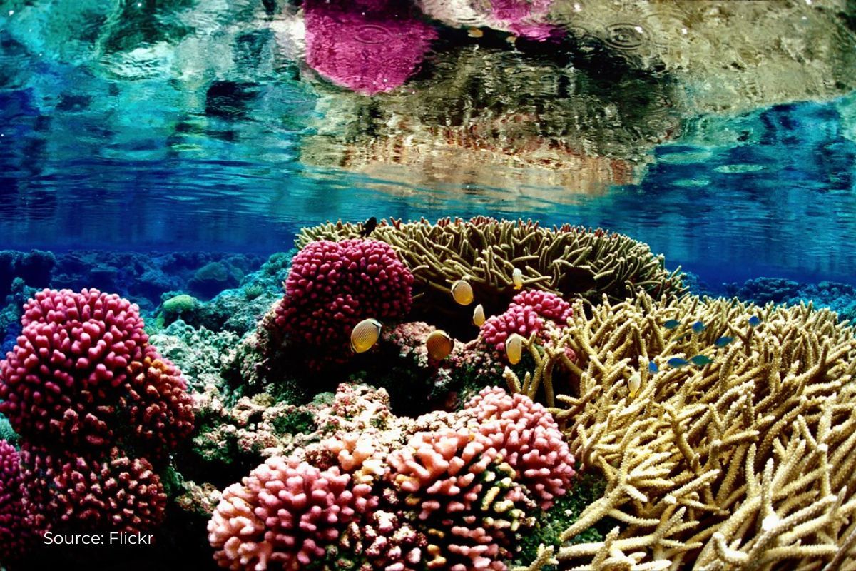 Rising ocean temp may push Gulf of Mannar coral to the brink