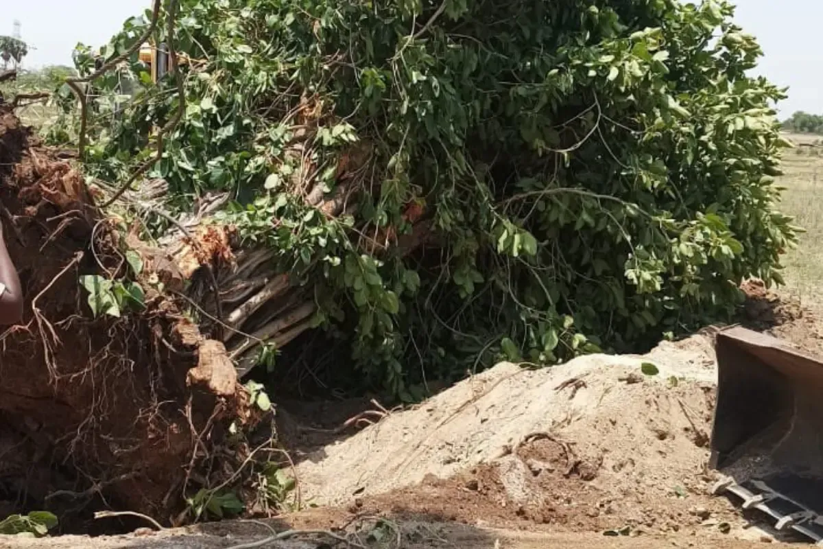 इंदौर में लगाए जाएंगे 51 लाख पौधे, कितने पेड़ काटे यह भी जान लें