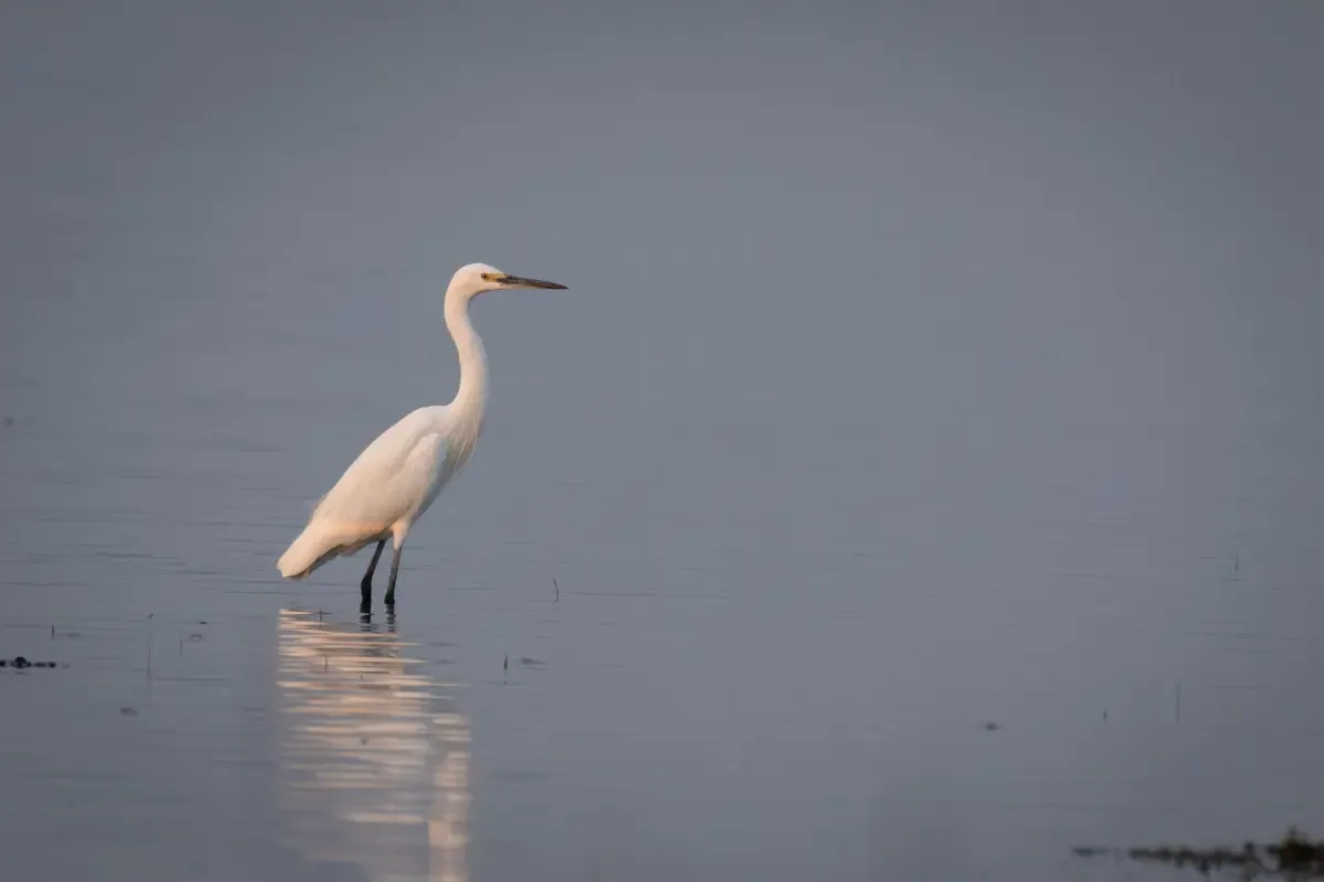 नागी-नकटी पक्षी अभ्यारण्य बने रामसर साइट, दुर्लभ बार-हेडेड गूज का हैं आवास