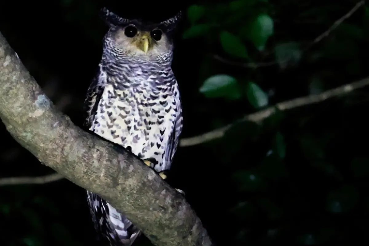 पेंच के घने जंगलों में फॉरेस्ट ईगल आउल का नया बसेरा