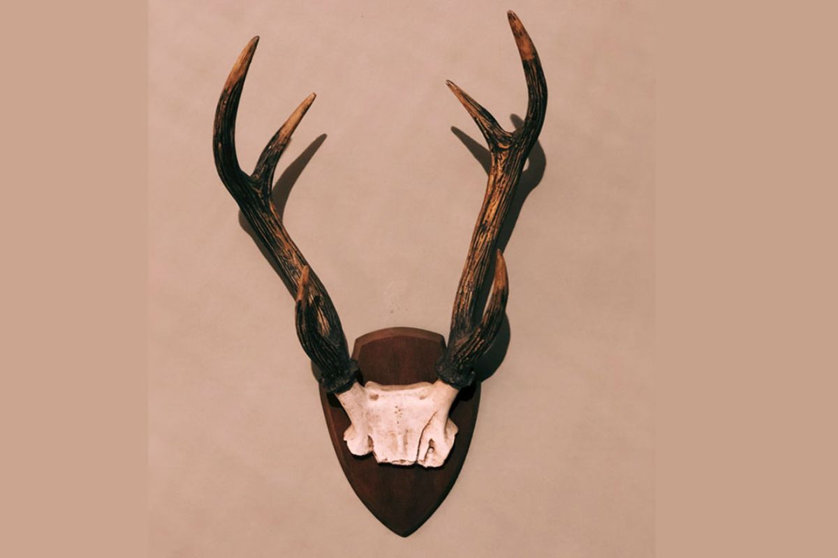 Chronic wasting disease (CWD), or &ldquo;zombie deer disease&rdquo;, is spreading in North America.