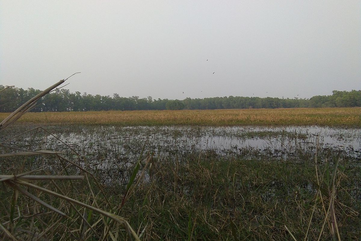 Vital Santiniketan wetland essential for groundwater recharge, biodiversity, and revered as a water resource deity