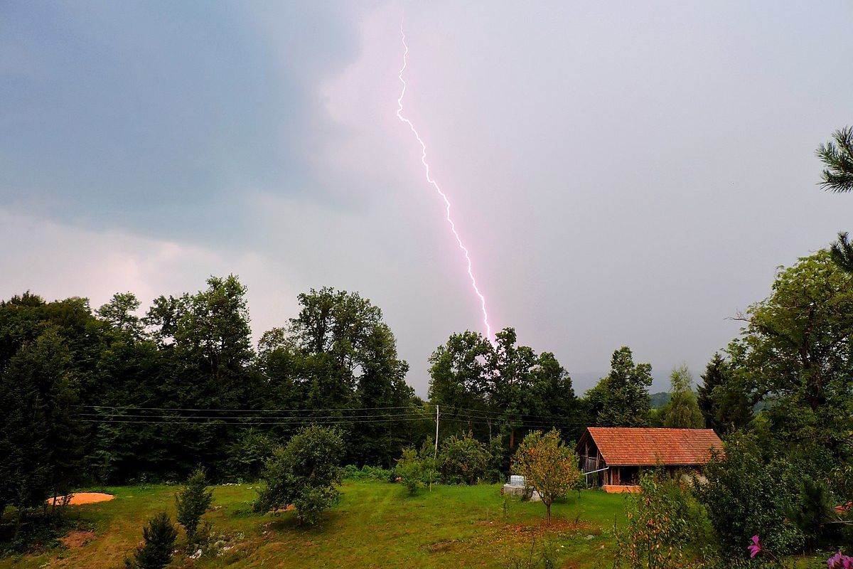 Lightning strikes in Odisha: Do palm trees really protect against lightning strikes?