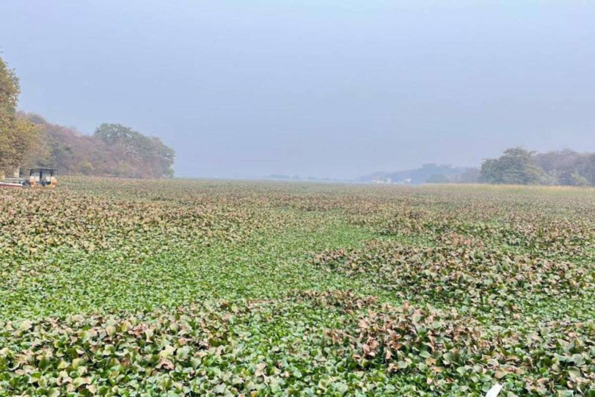 ग्वालियर संभाग के वेटलैंड्स बुरे हाल में, साख्य सागर की सेहत भी खराब