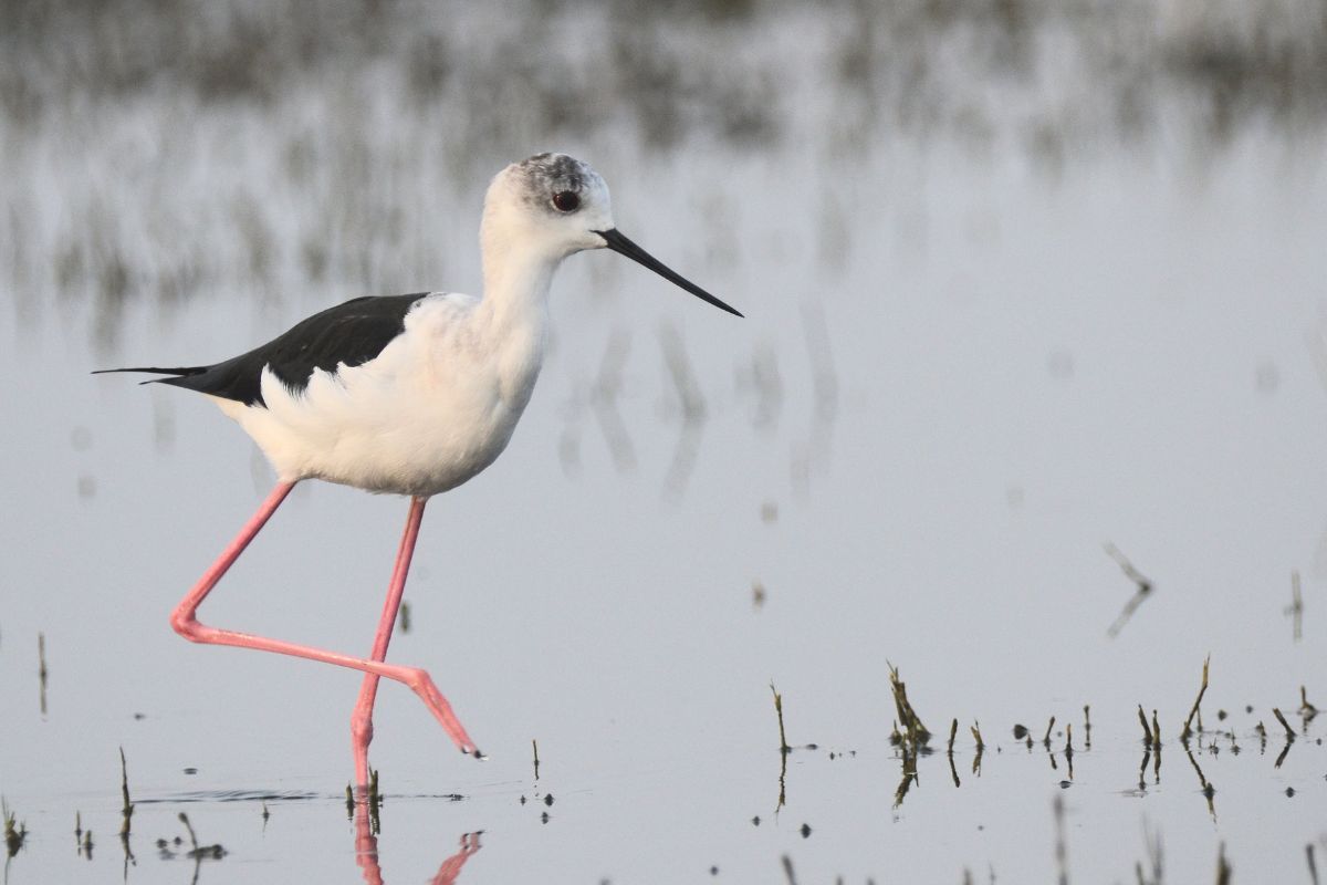 कैसे मिलता है किसी वेटलैंड को रामसर साईट का दर्जा?