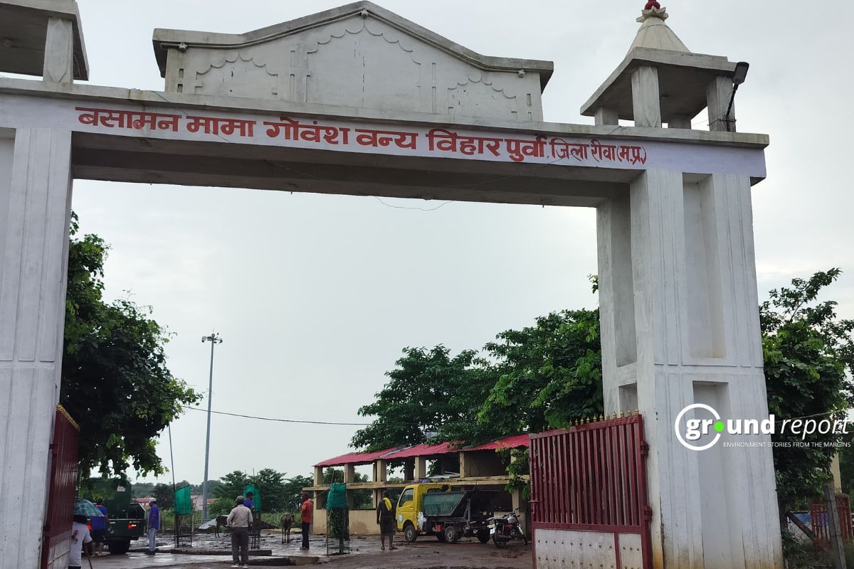 रीवा के बसामन मामा गौवंश वन्य विहार में हर तरफ असुविधाओं का आलम