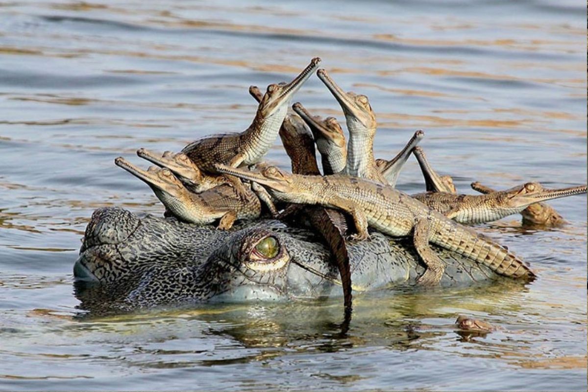 जानिये बाढ़ कैसे प्रभावित करती है मगरमच्छ के जीवन को