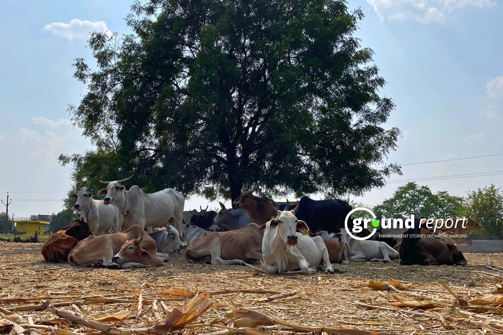 MP farmers battle stray animals, sleepless nights to protect crops