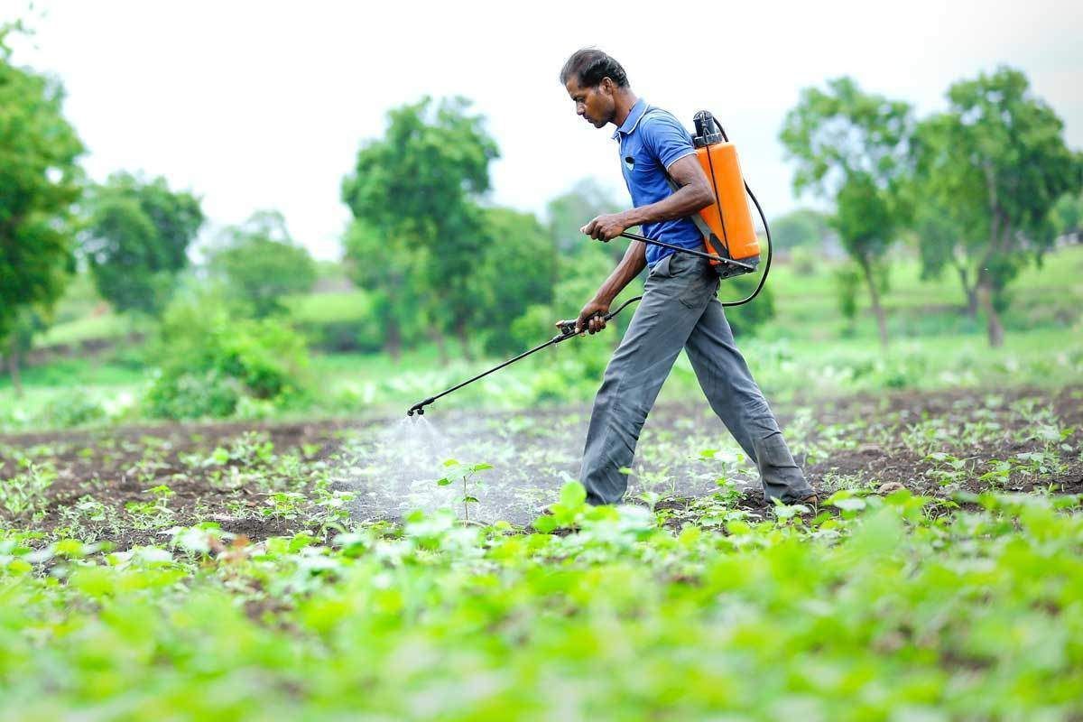 भारत में कौनसा राज्य करता है कृषि में सबसे अधिक कैमिकल कीटनाशक उपयोग?