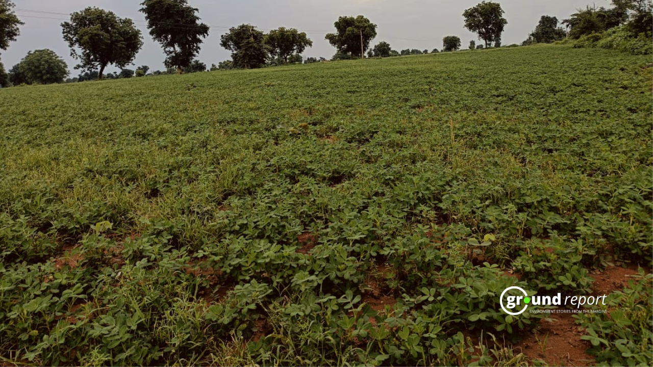 Groundnut farming in Bundelkhand