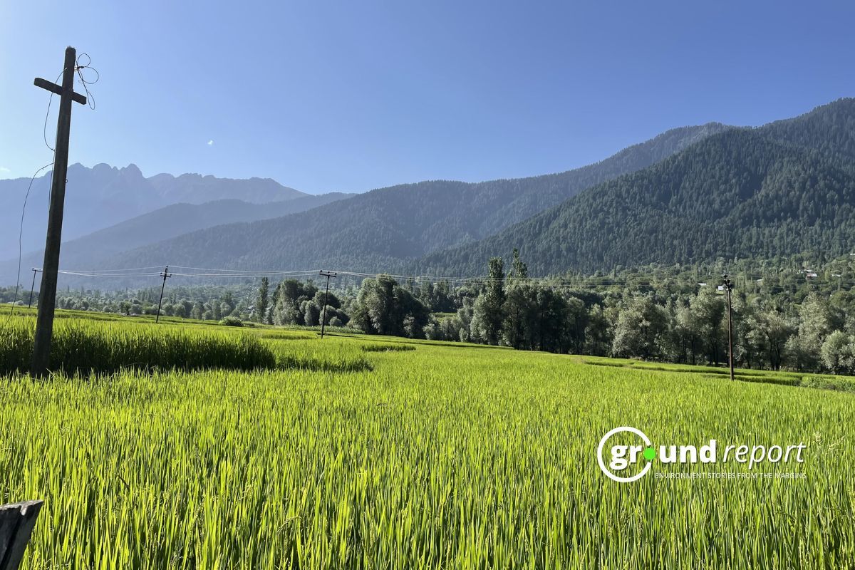 Kashmir's rice fields wither amid rising temperatures & water scarcity