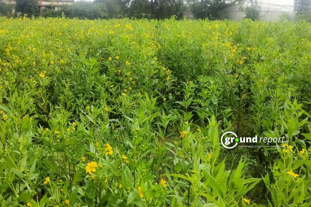 एमपी के मंडला से विलुप्त होती रामतिल, मिलेट मिशन पर सवाल खड़े करती है