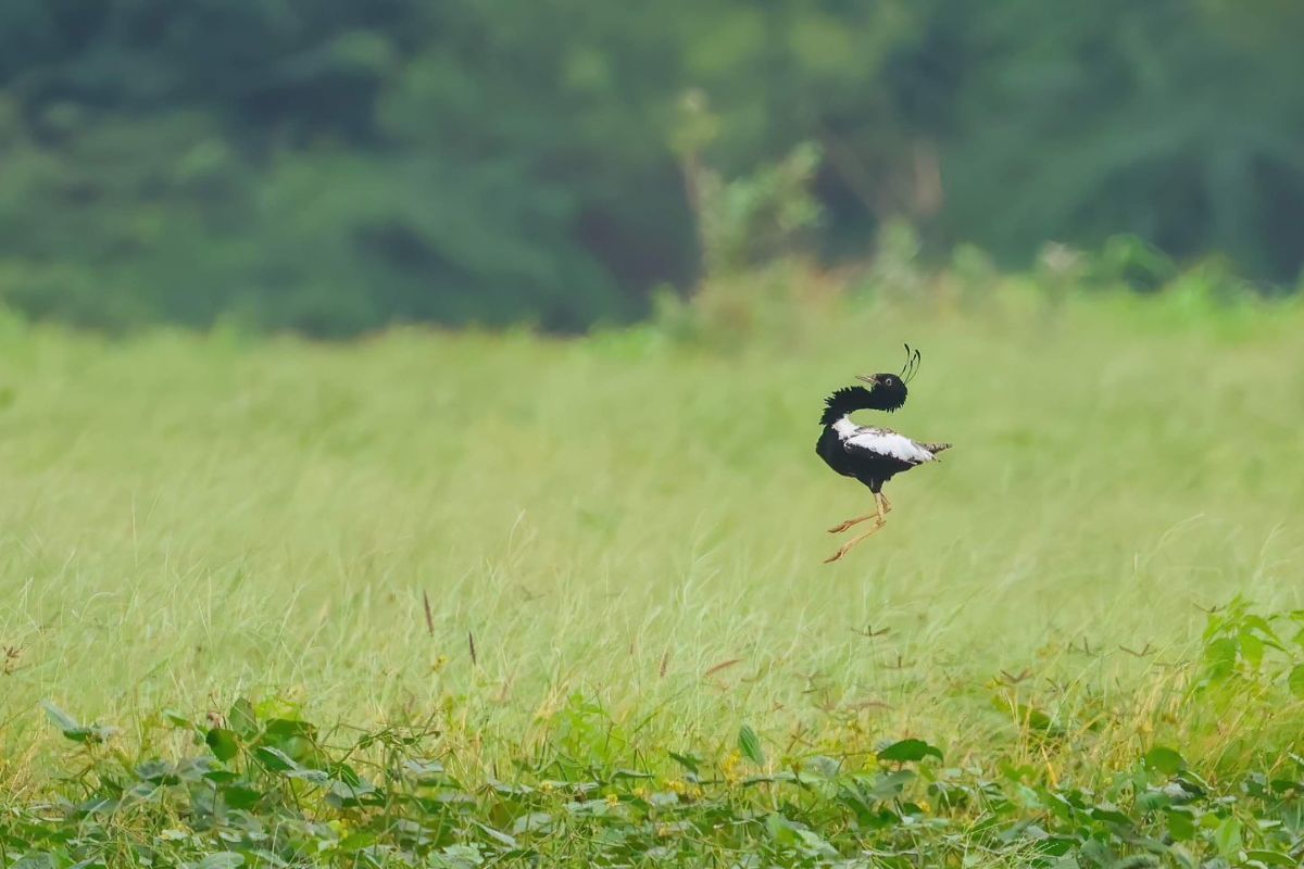 Why is Lesser Florican nearing extinction in Madhya Pradesh?