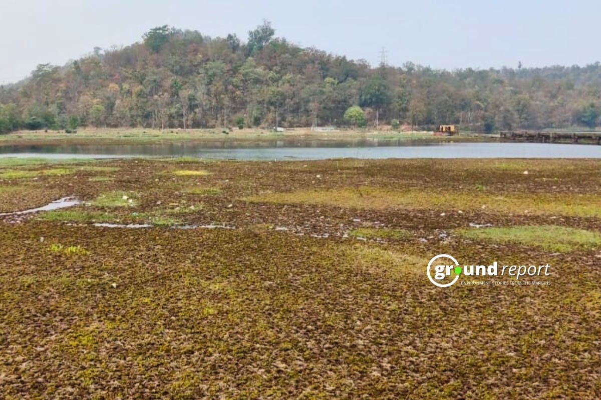 Salvinia molesta infestation in Satpura reservoir
