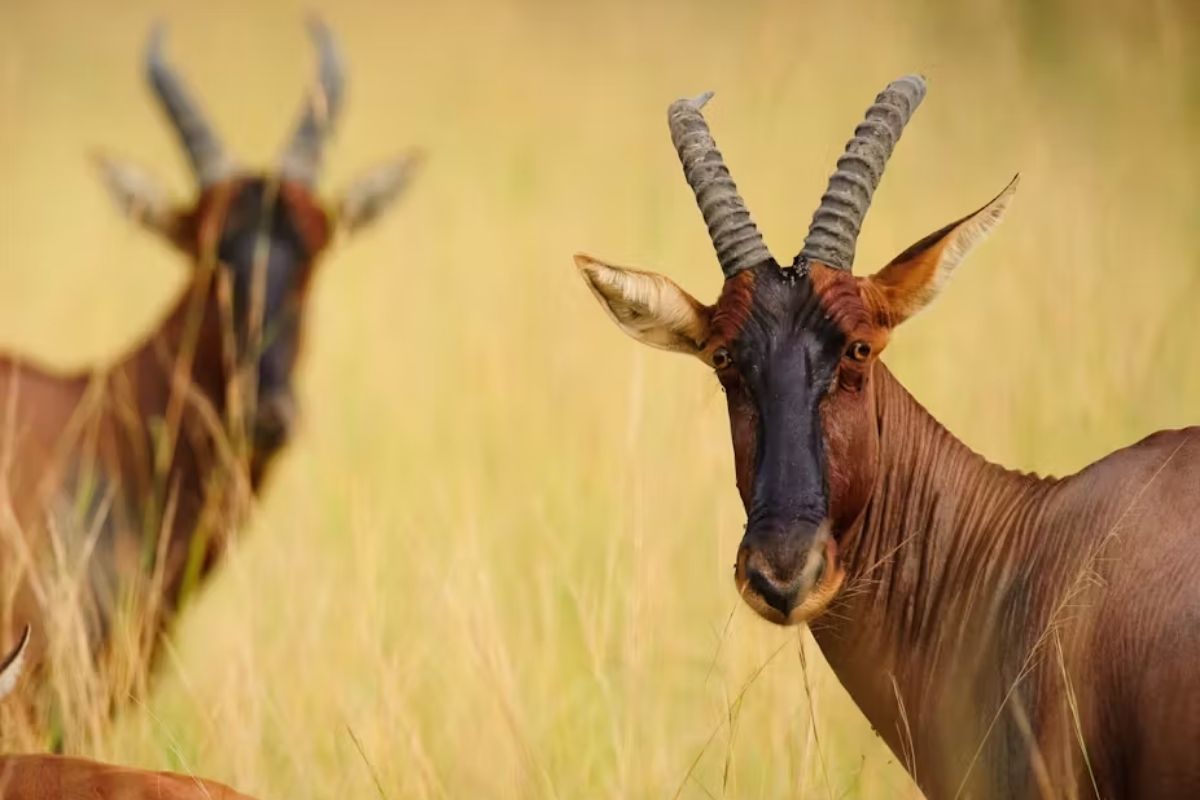 Mass animal extinctions: our new tool can show why large mammals – like the topi – are in decline