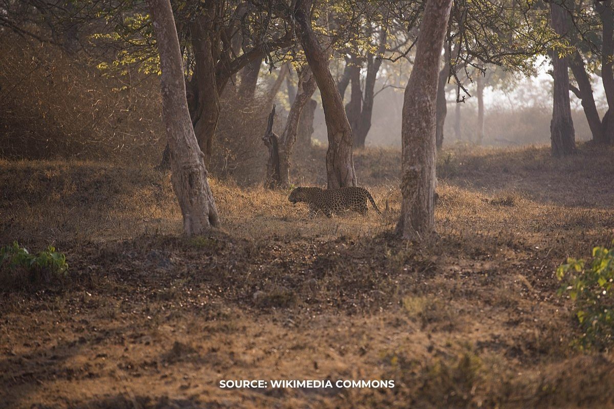 MP to Create Digital Boundary for Wildlife and Eco-Sensitive Zones