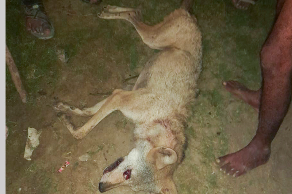 Investigation launched after the last wolf in Bahraich was killed