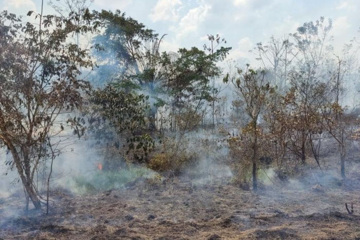 Smoke from wildfires poses serious threat to agriculture: Study