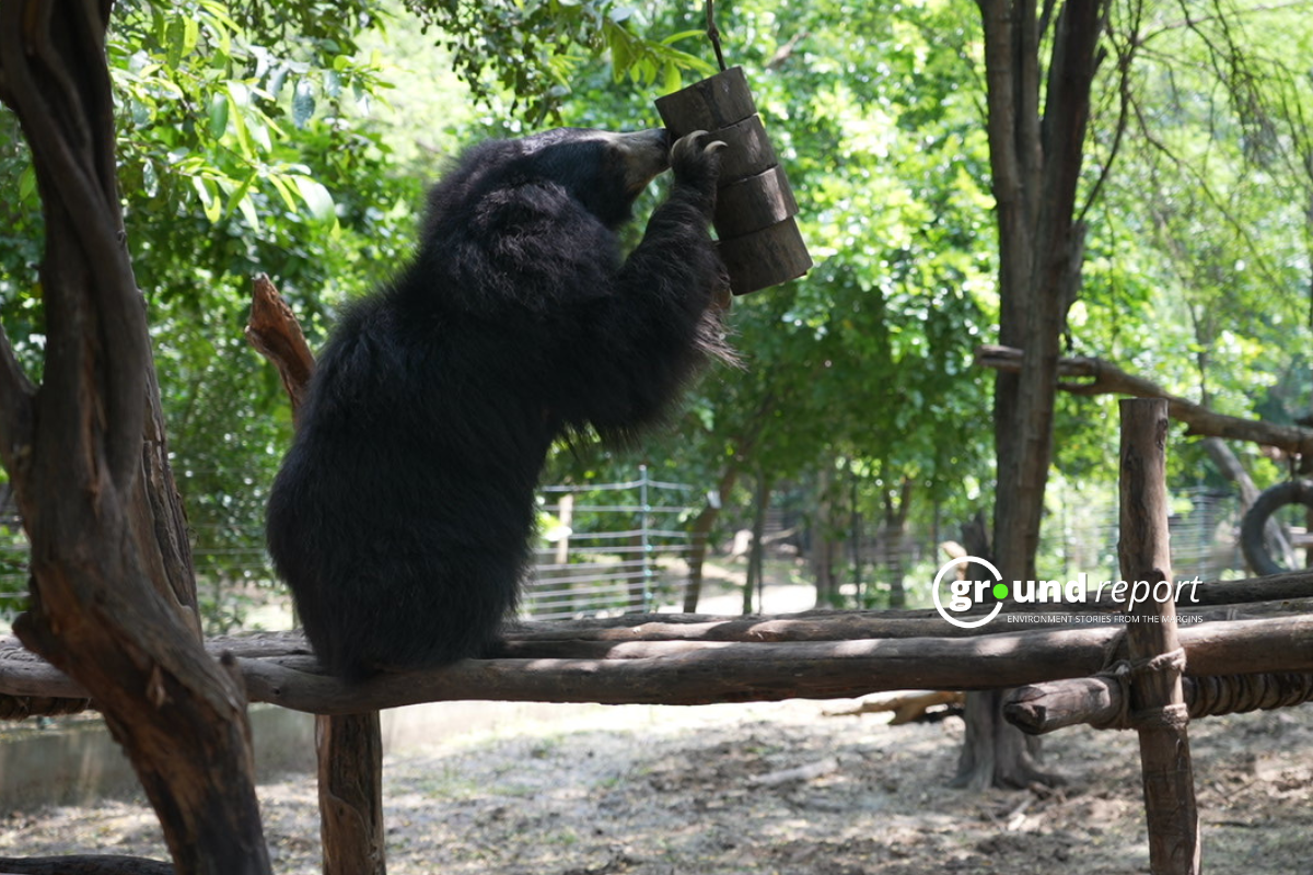 Sloth Bears though rescued live with the traumas of the past