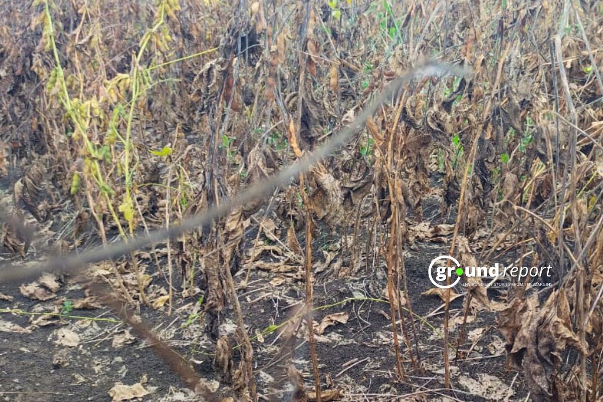Soybean crop madhya pradesh