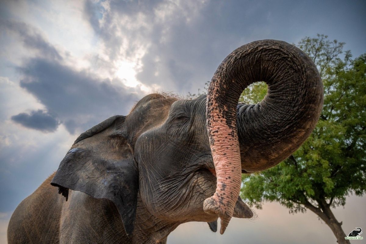 Wildlife SOS mourns passing of Suzy, 74, oldest rescued Elephant