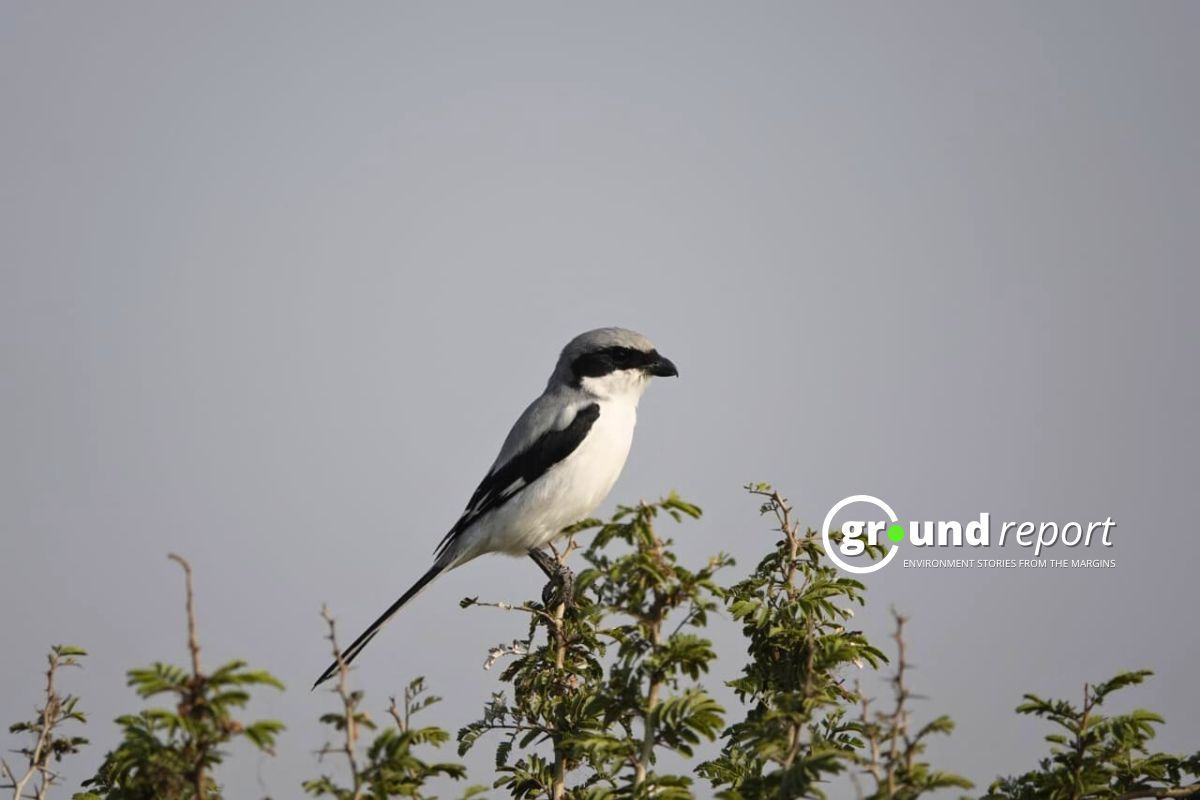 Second bird survey in Sardarpur Sanctuary unveils 24 new species