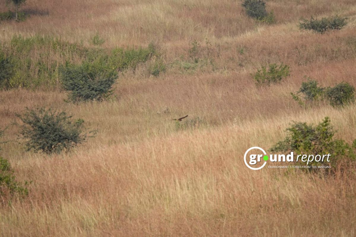 24 new bird species discovered at Kharmor Forest during third annual survey