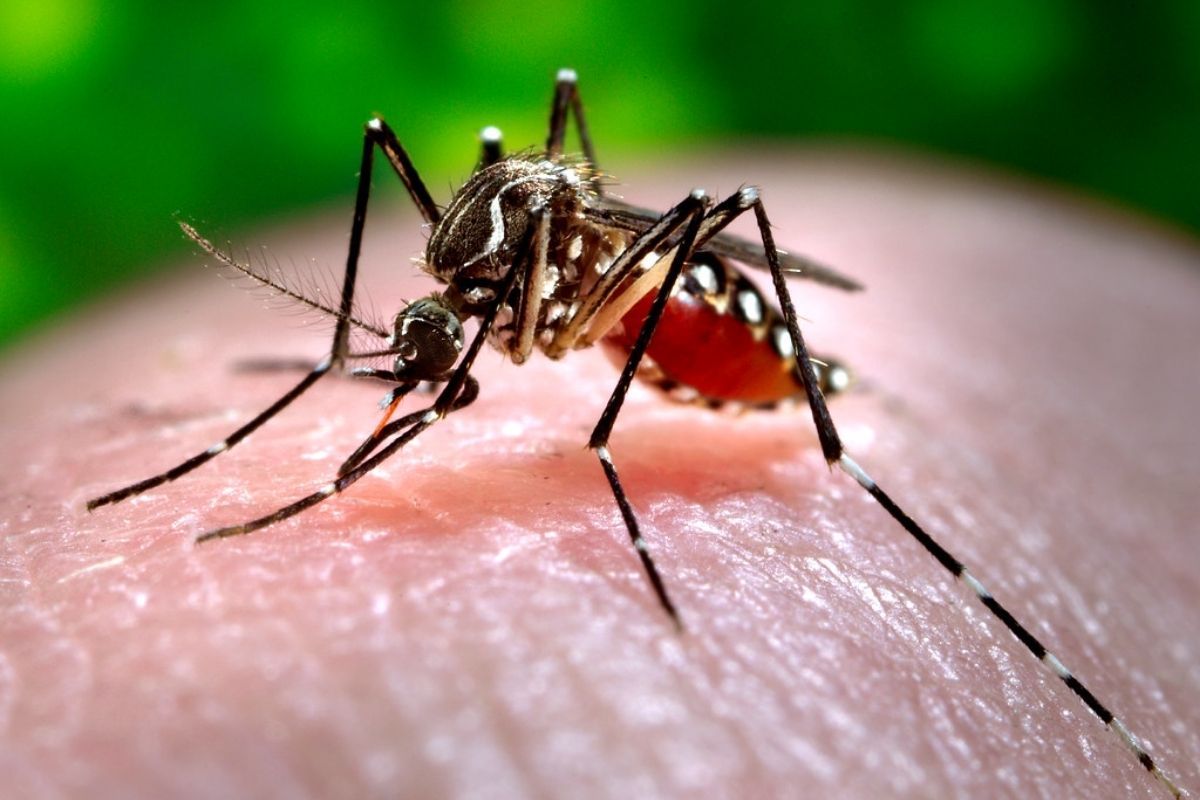 Over 7,000 dengue cases reported in Madhya Pradesh
