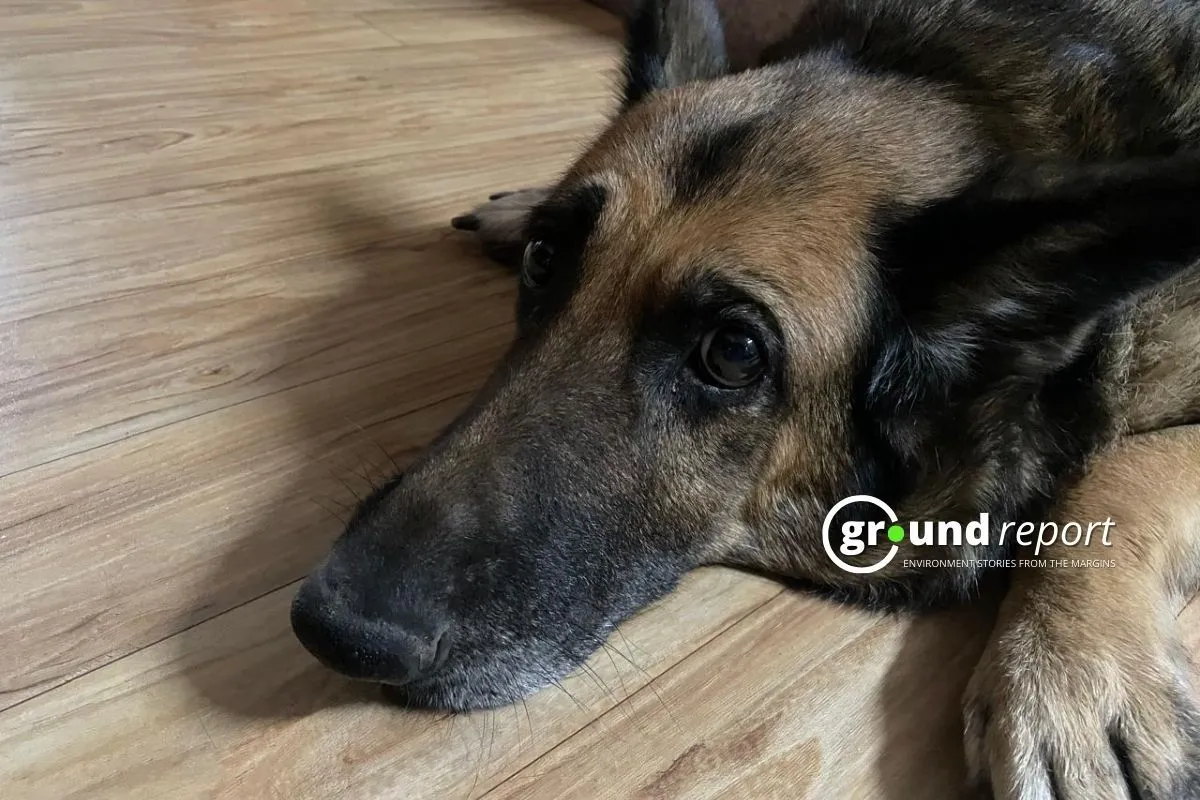 Who let the dogs out? Noise pollution, climate fuels dog bites in MP