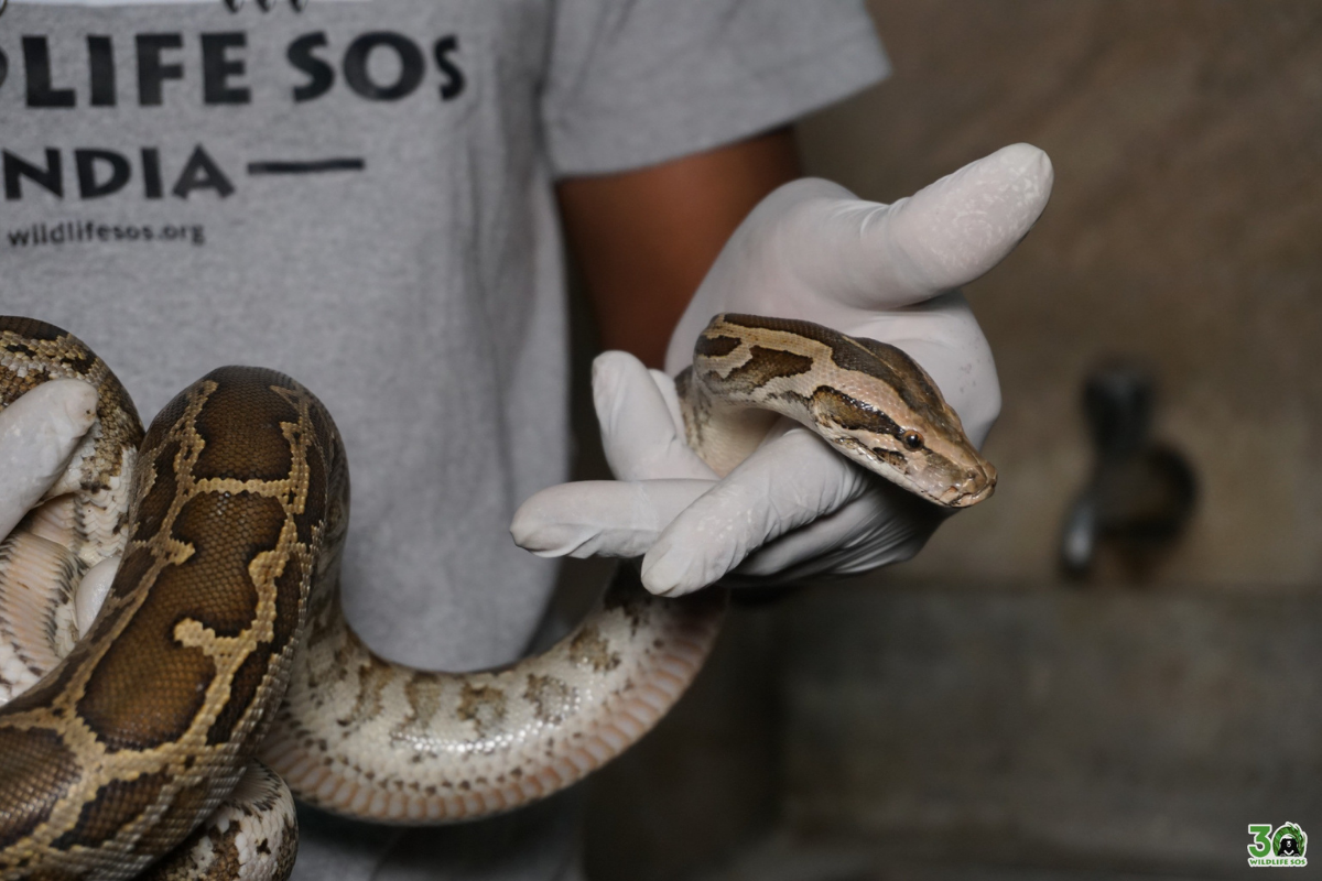 Pythons rescued by Wildlife SOS at Delhi's Power Training Institute