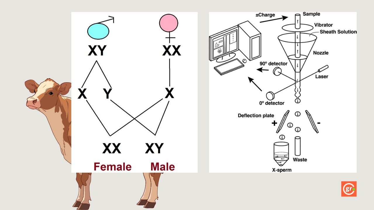 Sorted Sex Semen Technology Diagram
