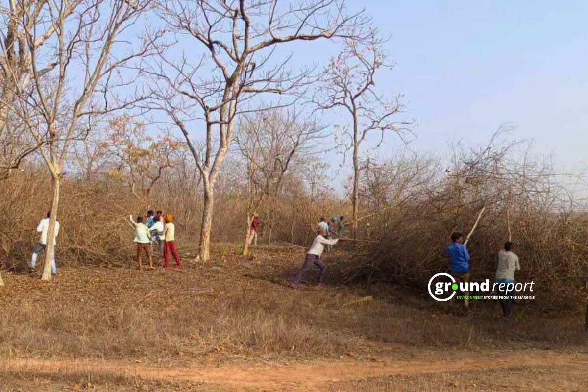 Lantana cleared with the help of tribals