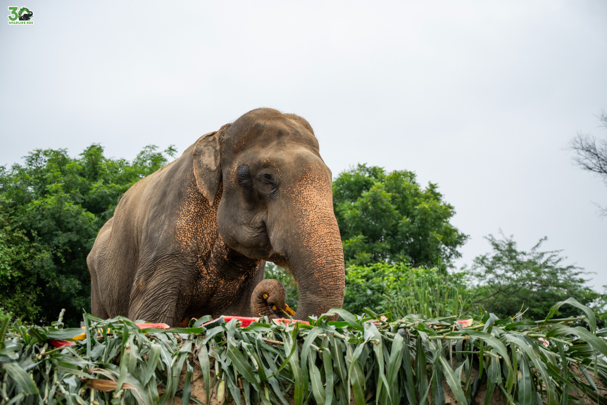 Elephant Bhola marks 14 years of rescue, triumphs over tragic past