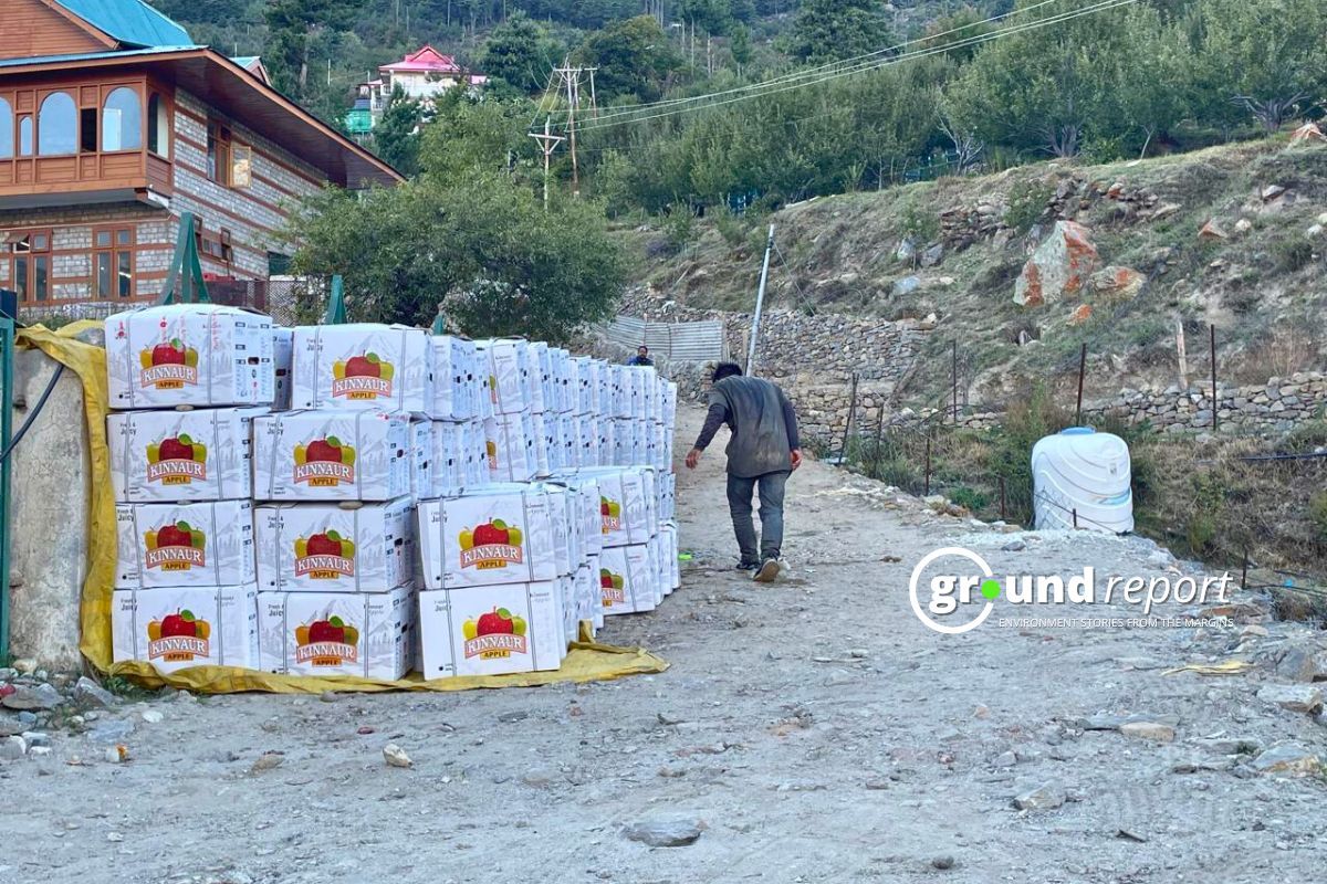 Data Report: How was Himachal's apple harvest in 2024?
