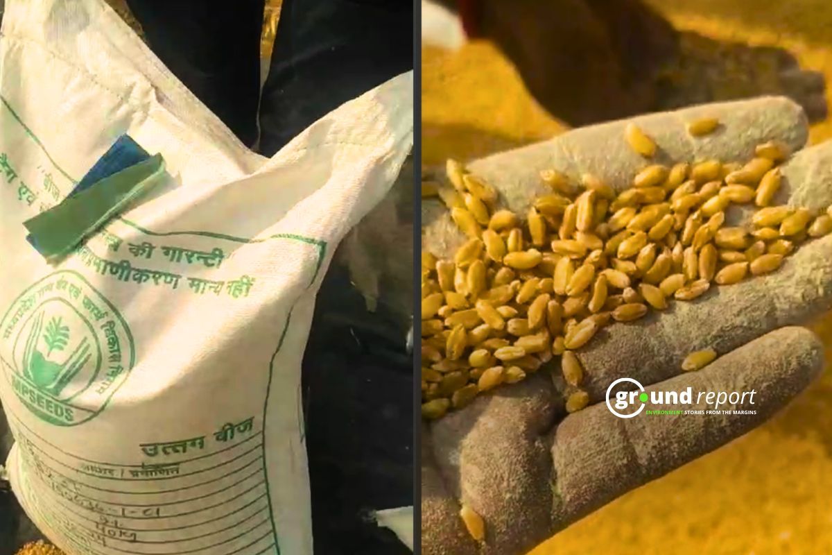 Infected seeds distributed to farmers in MP