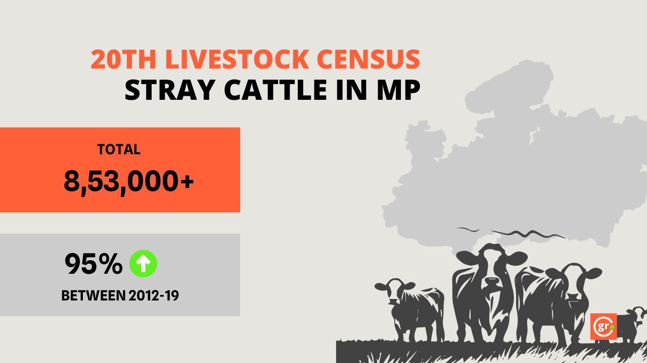 stray cattle in MP 20th livestock census