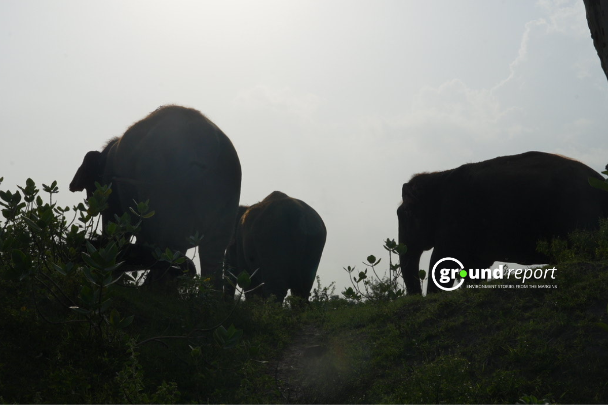 Wild elephant electrocuted in Madhya Pradesh’s Maihar district