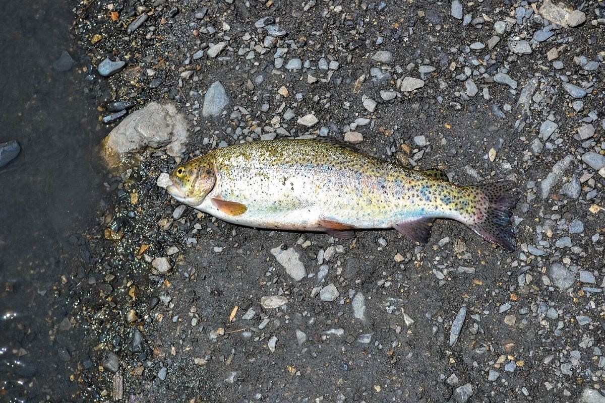 Why Himachal Pradesh imposes four month ban on trout fishing