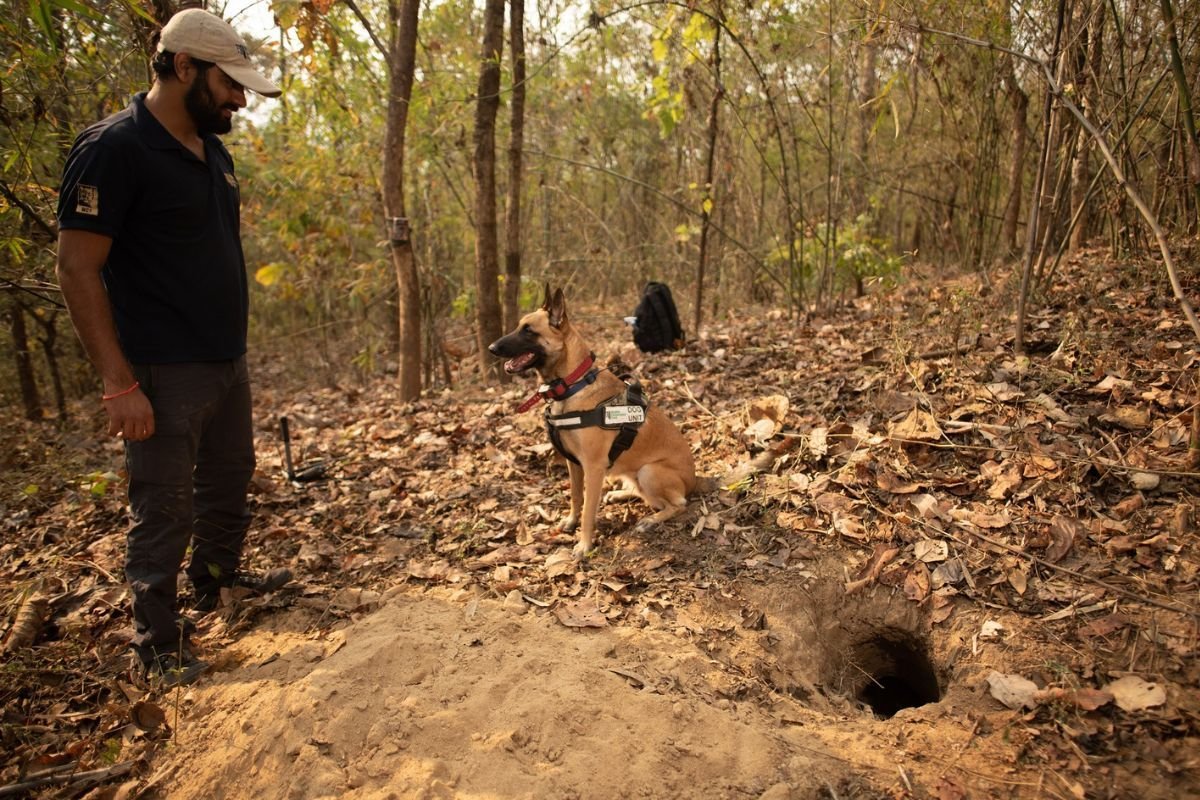 Pangolin Burrow