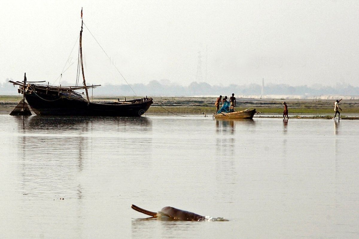 Bihar's Dolphin Research Centre still inactive after months of inauguration