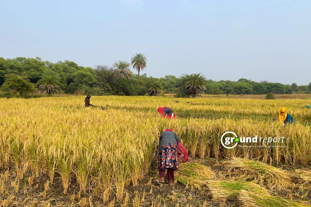 Paddy Harvest Madhya Pradesh Huzur Tehsil