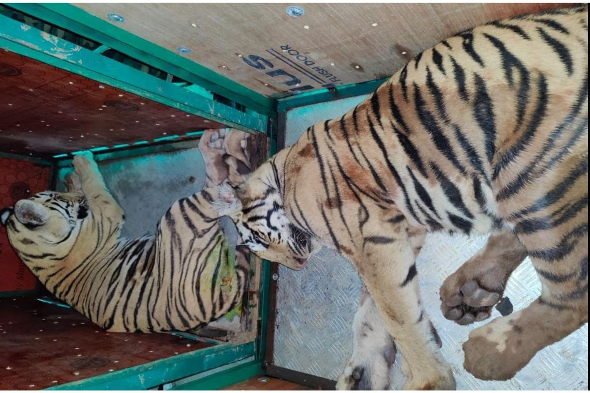 How many tigers died in Madhya Pradesh this year?