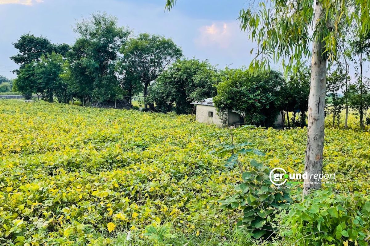 Yellow Mosaic virus in SOybean