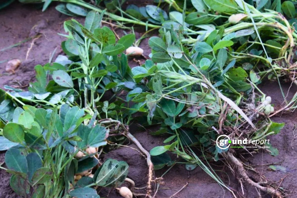 Soybean variety 1135 destroyed in 2024