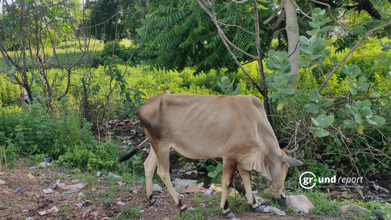 India's livestock population soars 75% in 63 yrs, hitting 537 million
