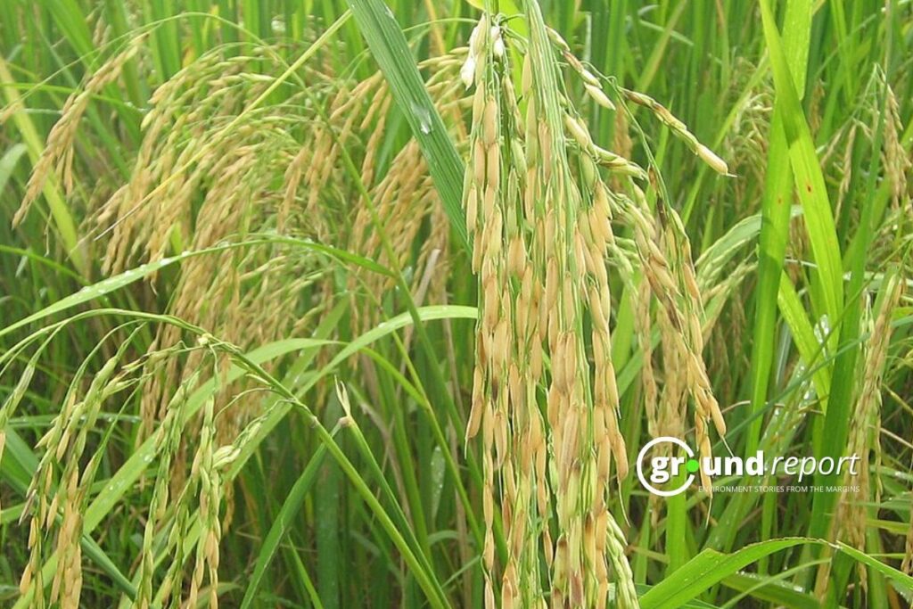 India develops 691 new crop varieties for climate and nutrition