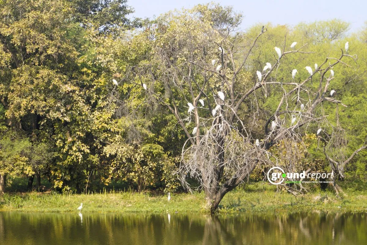 Birds sitting on the trees on the banks of Kulas River, the biodiversity of this area is quite rich.